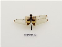 藏品(南非昆蟲)的圖片